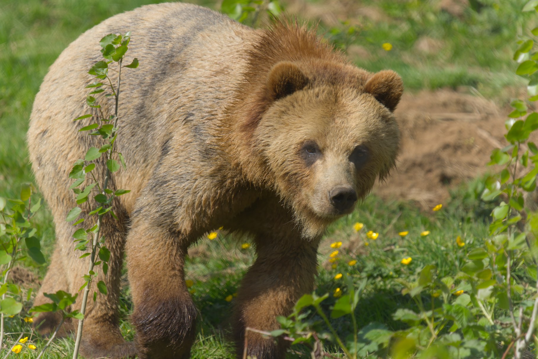 bear 3 0503
